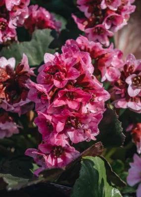 Bergenia Dragonfly Sakura