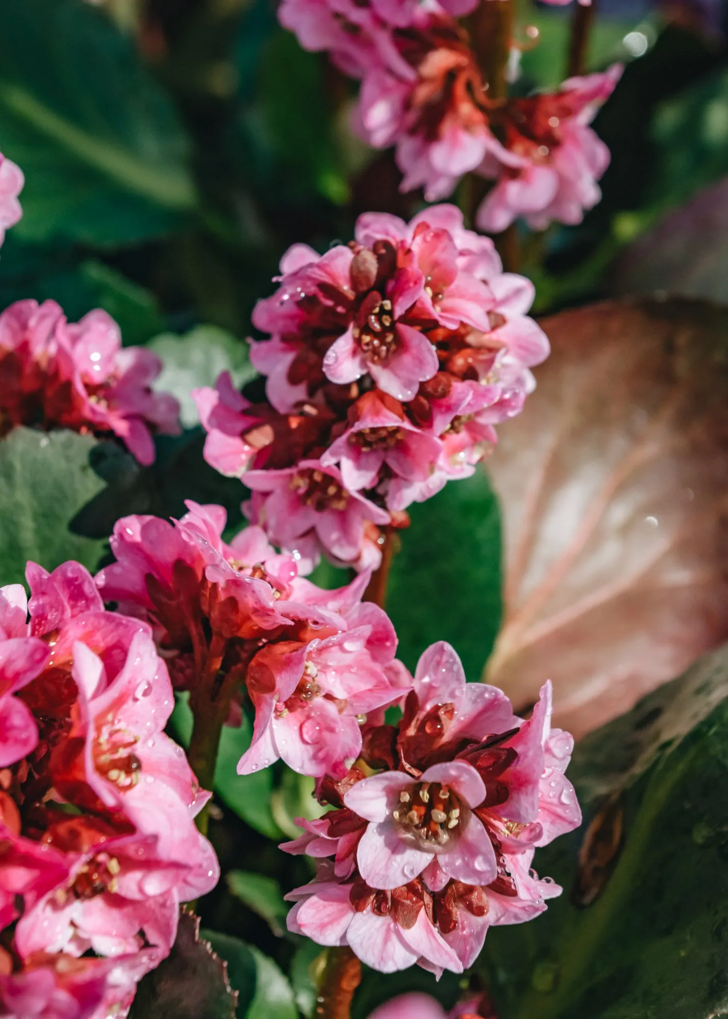 Bergenia Dragonfly Sakura