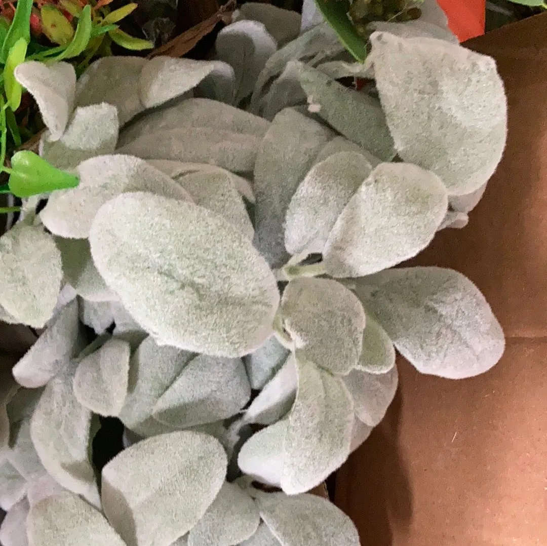 Large lamb’s ear greenery