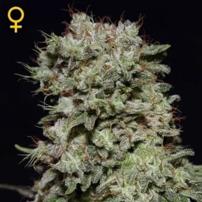 SALE!! Green House Seeds - Kalashnikova